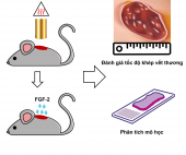 Thử nghiệm điều trị chuột bỏng độ 3 bằng nhân tố tăng trưởng nguyên bào sợi 2 (FGF-2) người tái tổ hợp