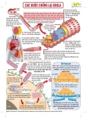 [Infographic] Các bước chống lại Ebola