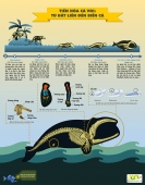 [Infographic] Tiến hóa cá voi: Từ đất liền lên biển cả